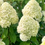 Hortenzia metlinatá (Hydrangea paniculata) ´LITTLE SPOOKY®´ - výška 30-40 cm, kont. C1,5L